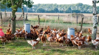 Poules