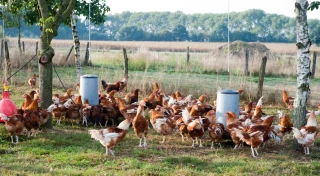 Poules