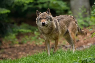 Pour la FNO, le plan loup est un échec
