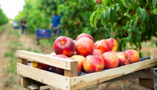 Récolte européenne de pêches et nectarines attendue en baisse