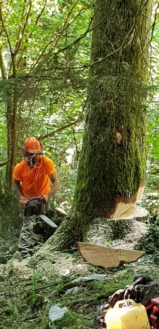 Enquête au coeur de la forêt