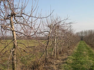 CTIFL : Une 3e visioconférence des rencontres phytosanitaires fruits organisé le 29 janvier prochain