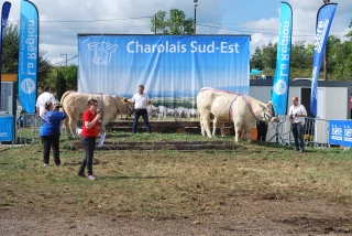 Palmarès Charolais Sud-Est 2021