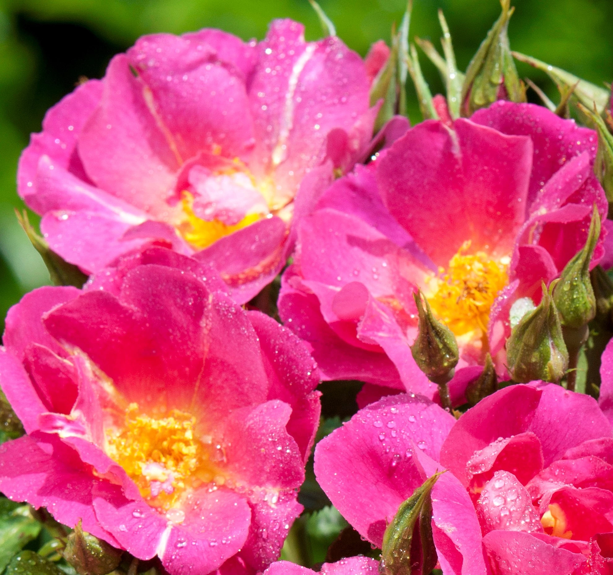 Une rose Pupetières