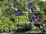 plantes aromatiques