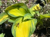 abeille feuille