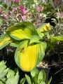 abeille feuille