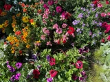 Fleurs