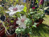 fleurs
