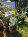 fleurs