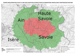 Dermatose nodulaire contagieuse : les vaccins arrivent