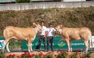 Beau palmarès en blondes d’Aquitaine