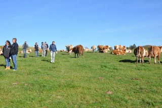La simmental muscle ses effectifs  