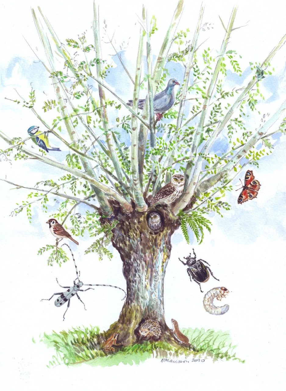 Les trognes, réservoirs de biodiversité