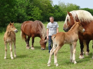 Valoriser des chevaux particuliers