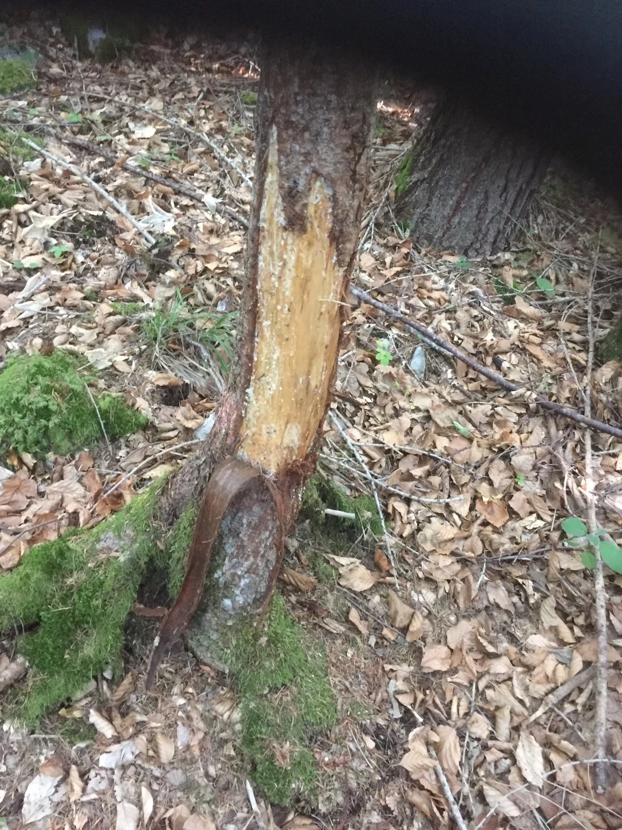 « Les pratiques de chasse doivent évoluer »